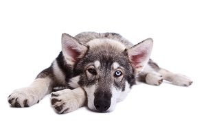 pet portrait - utonagan puppy