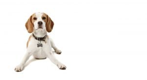 beagle dog lying down