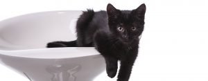 pet portrait - nosy black kitten
