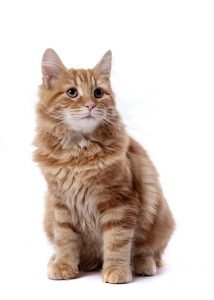 Pet Pawtraits - Chester - ginger tom cat