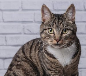 Pet Portraits - Wolfie cat