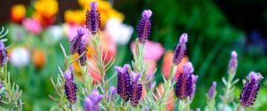 bed of lavender flowers
