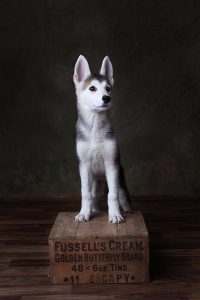 Husky puppy pet pawtrait