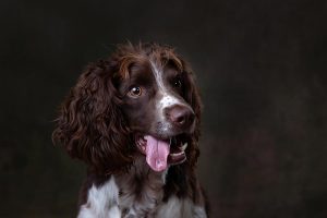 Spaniel pet pawtrait