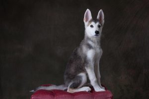 Puppy pawtrait
